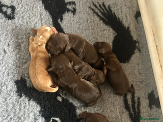 Cocker Spaniel dogs Kc reg cocker spaniels - Advert 5