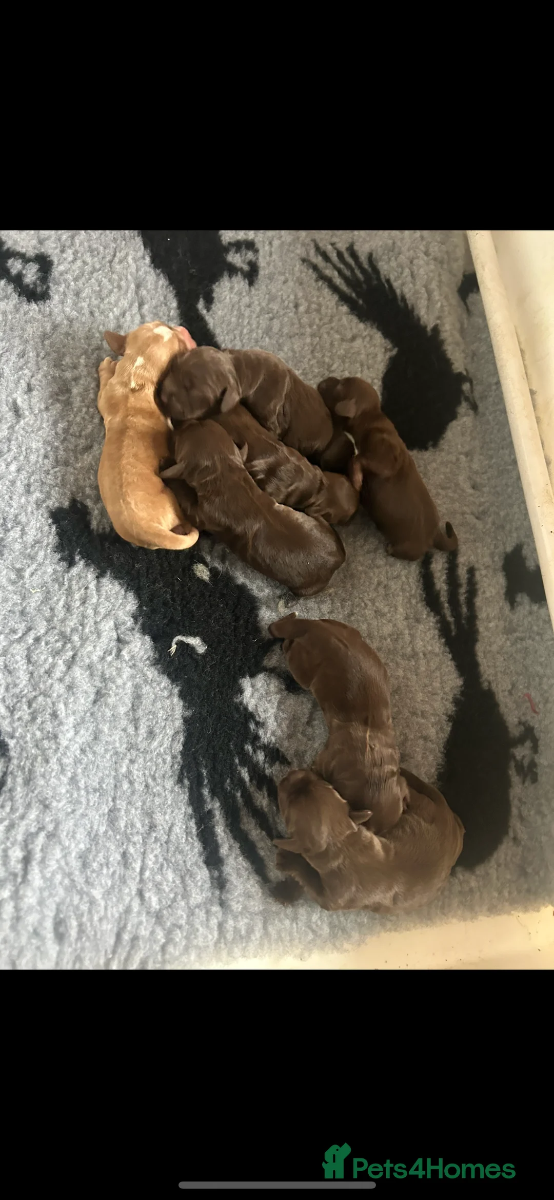 Cocker Spaniel dogs for sale: 1 boy left  - Kc reg cocker spaniels  - Advert 2