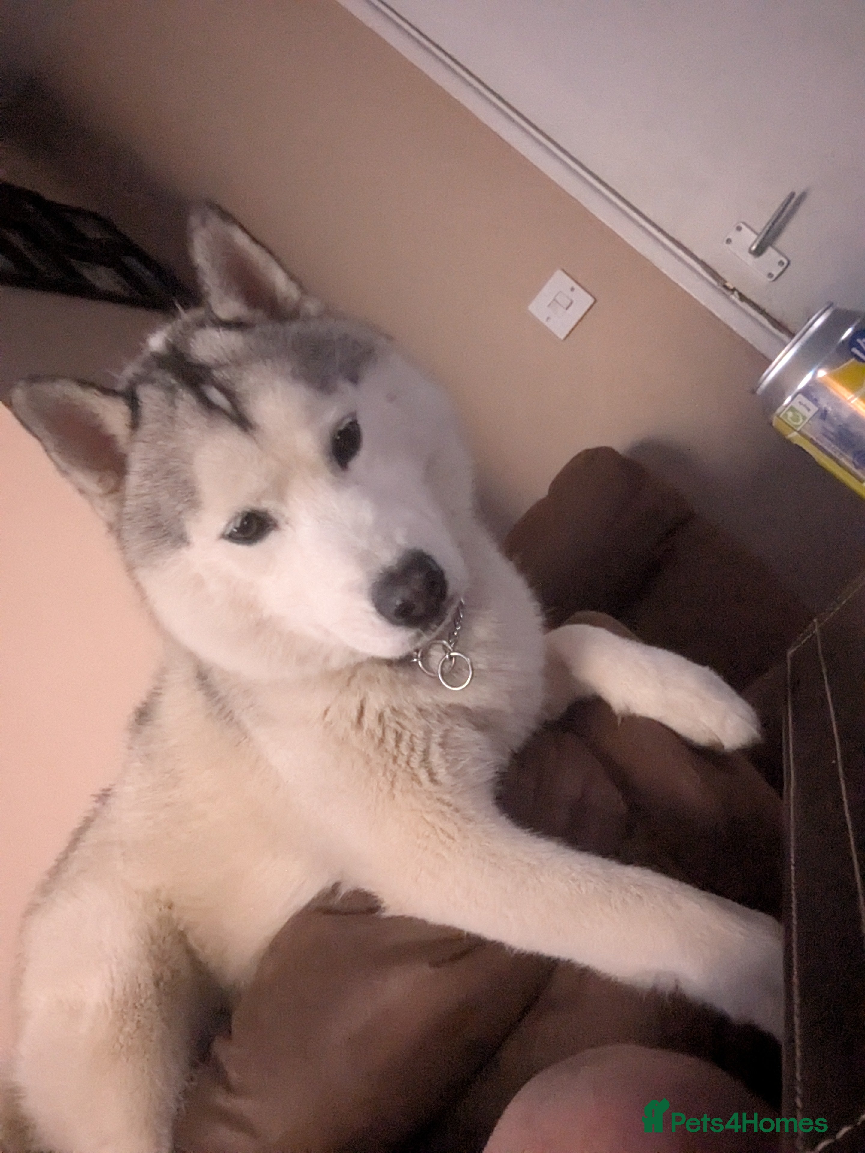 Siberian Husky dogs KC Registered Siberian husky  - Advert 3