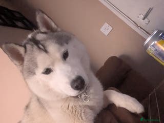 Siberian Husky dogs KC Registered Siberian husky - Advert 3