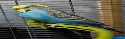 Budgerigars birds for sale: Budgies available for new homes - Advert 2