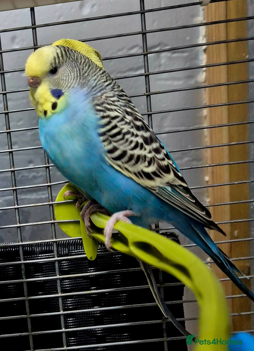 Budgerigars birds for sale: Budgies available for new homes - Advert 2