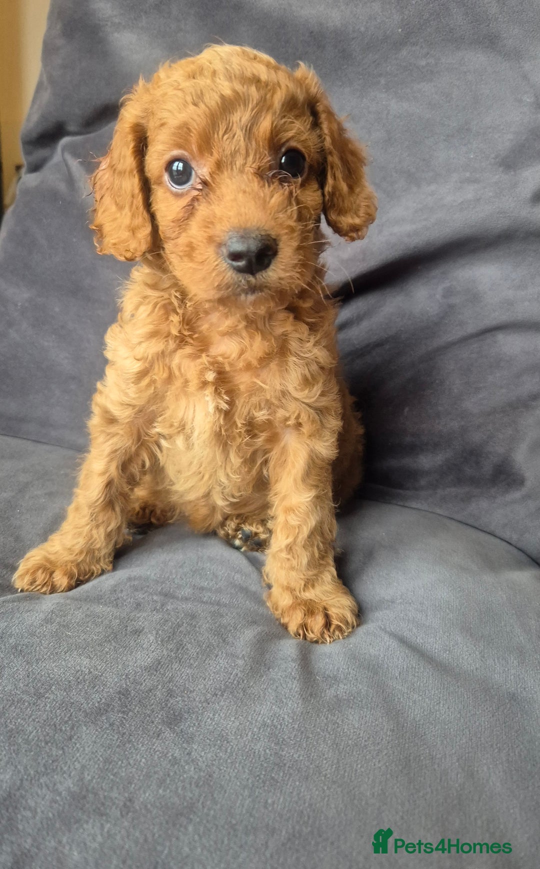 Cockapoo dogs for sale: F1b Cockapoo - ready this weekend - Image 28