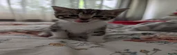 Mixed Breed cats for sale: 3 gorgeous kittens  - Advert 3