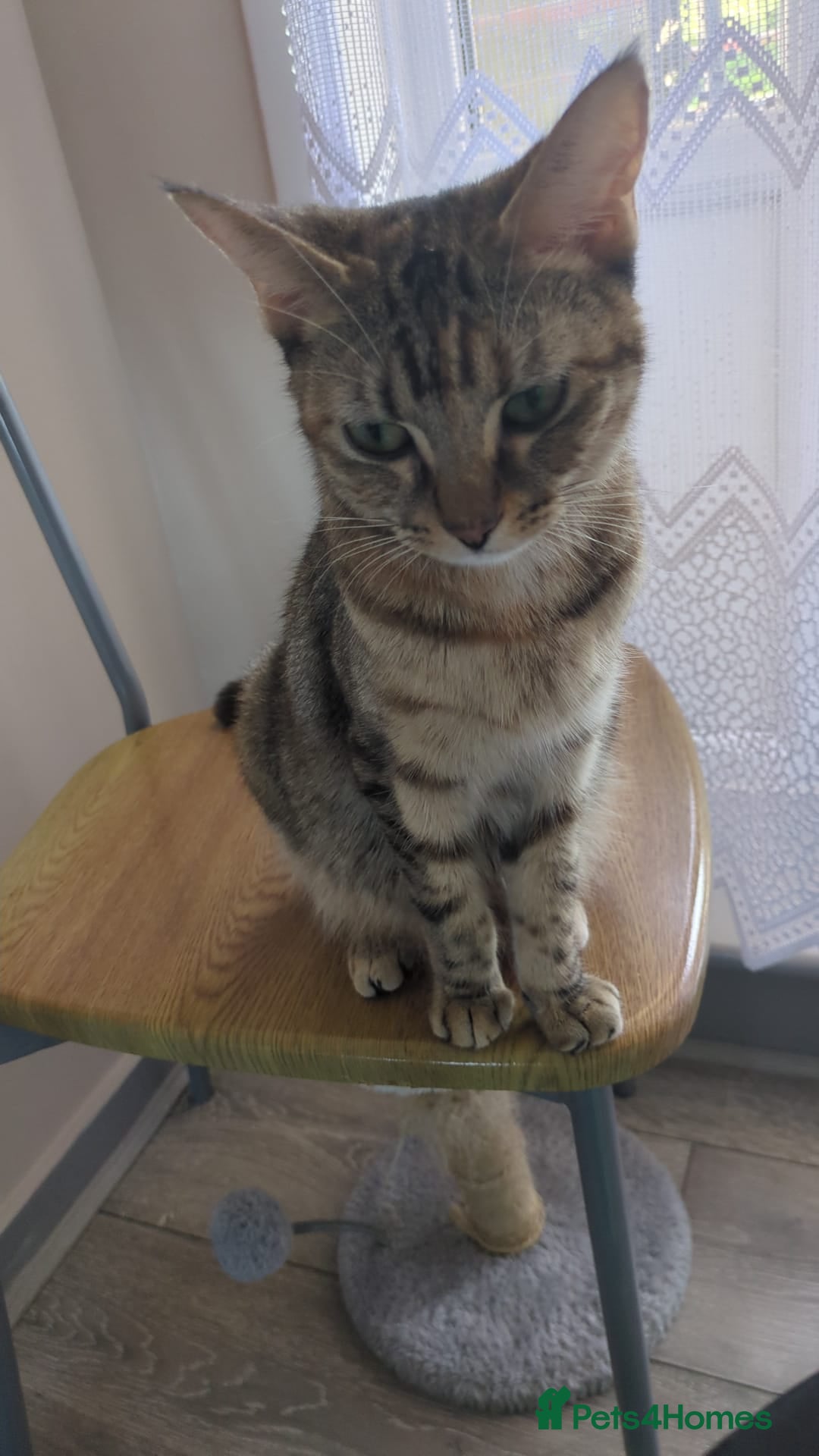 Mixed Breed cats for sale: Gorgeous cross bengal girl - Image 9