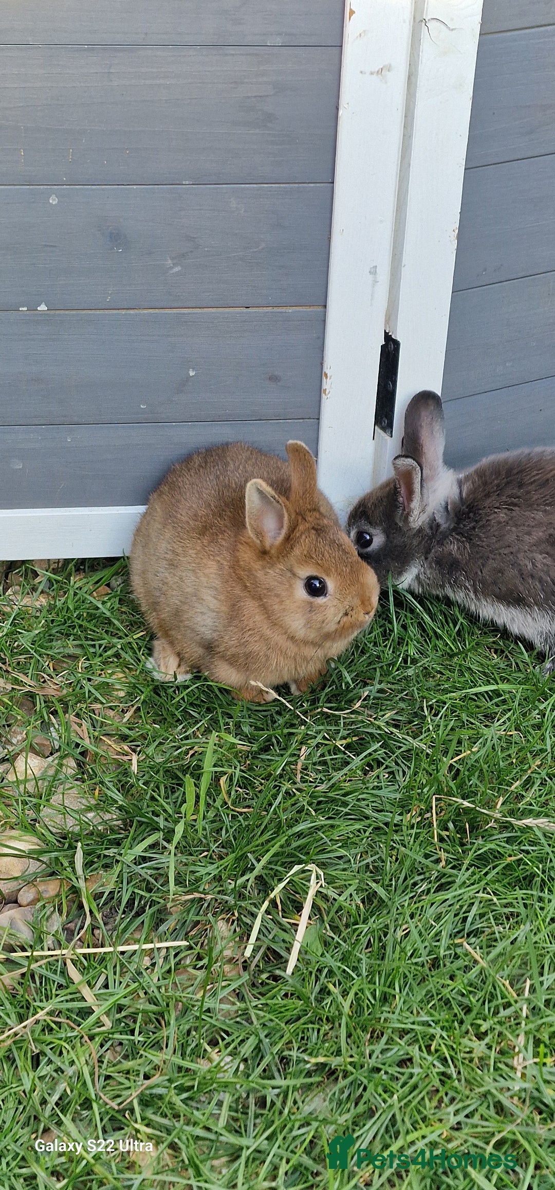 Netherland Dwarf rabbits for sale: Various Netherland Dwarfs available from £20 - Image 14
