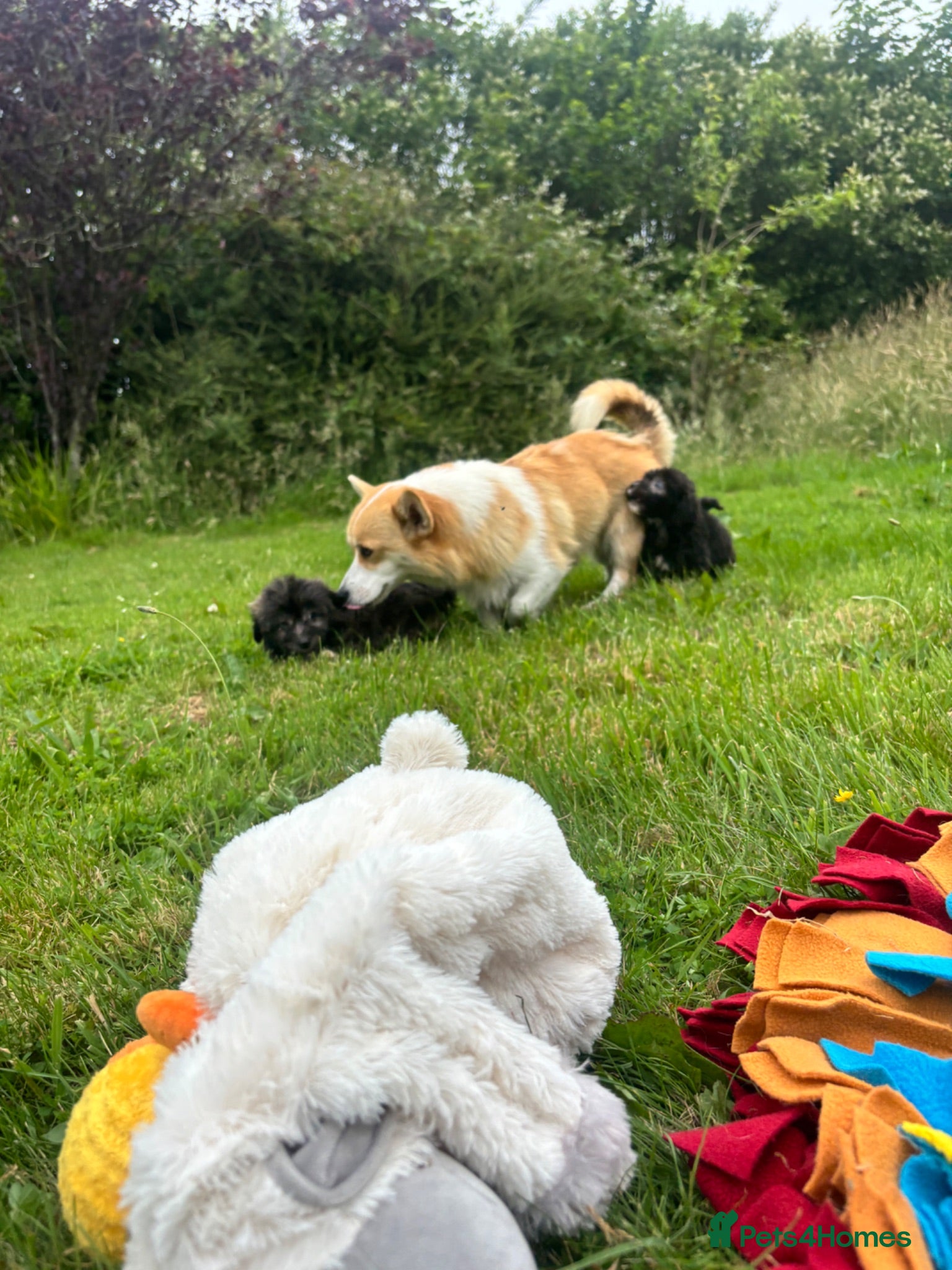 Mixed Breed dogs BEAUTIFUL F1 CORGIPOO GIRL🩷 - Advert 2