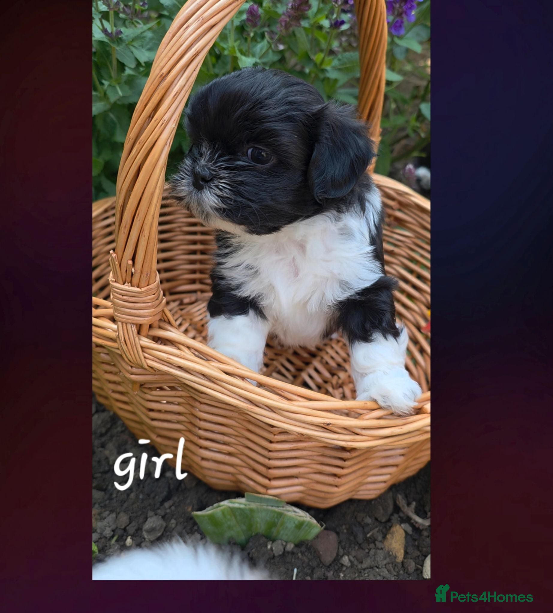 Lhasa Apso dogs Adorable Lhasa Apso puppies KC registered  - Advert 2