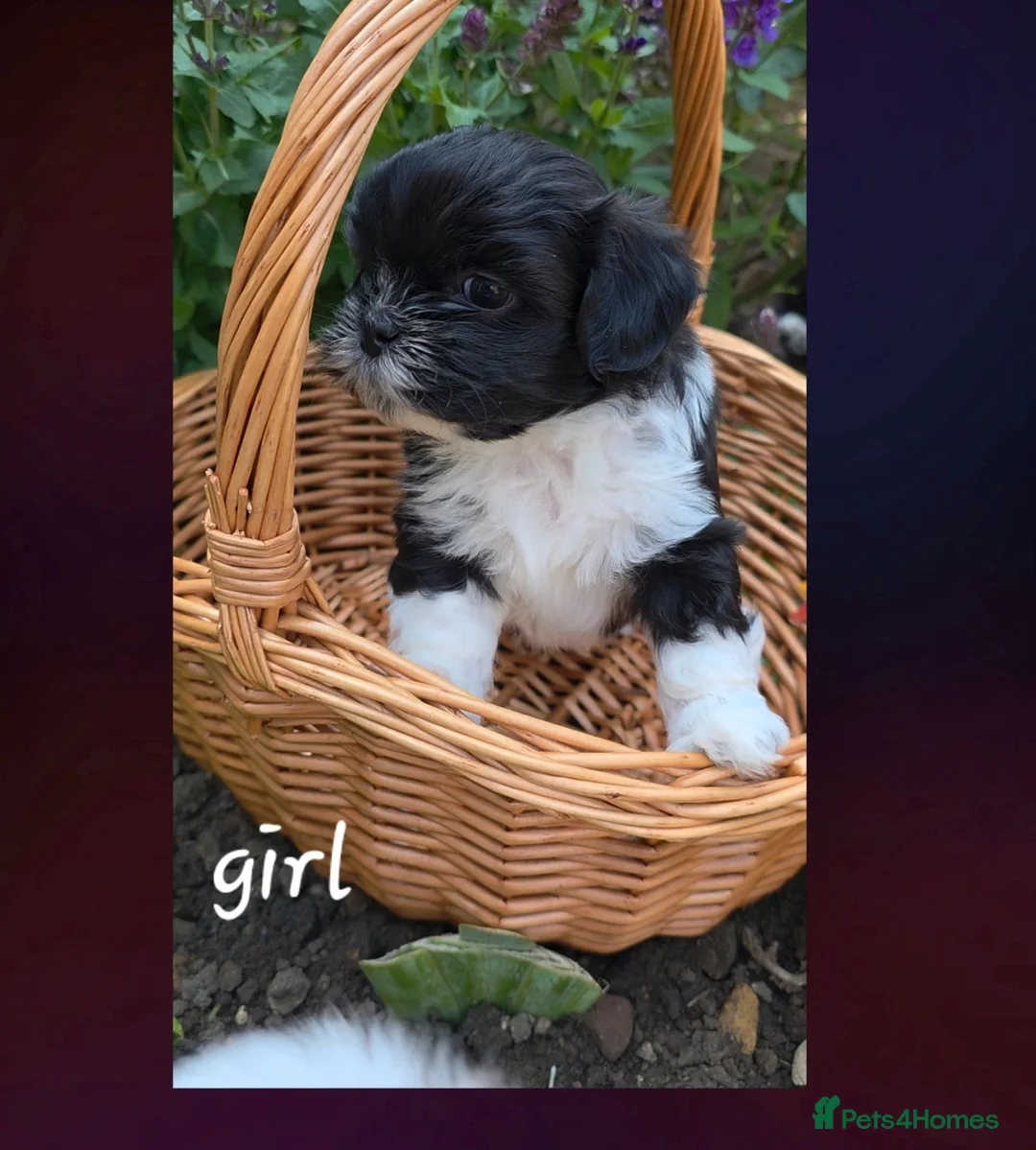 Lhasa Apso dogs for sale: Adorable Lhasa Apso puppies KC registered  - Advert 1