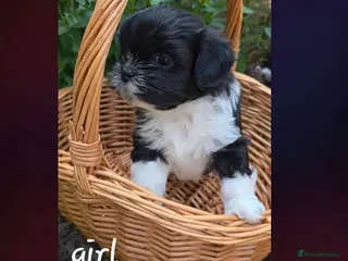 Lhasa Apso dogs Adorable Lhasa Apso puppies KC registered - Advert 2