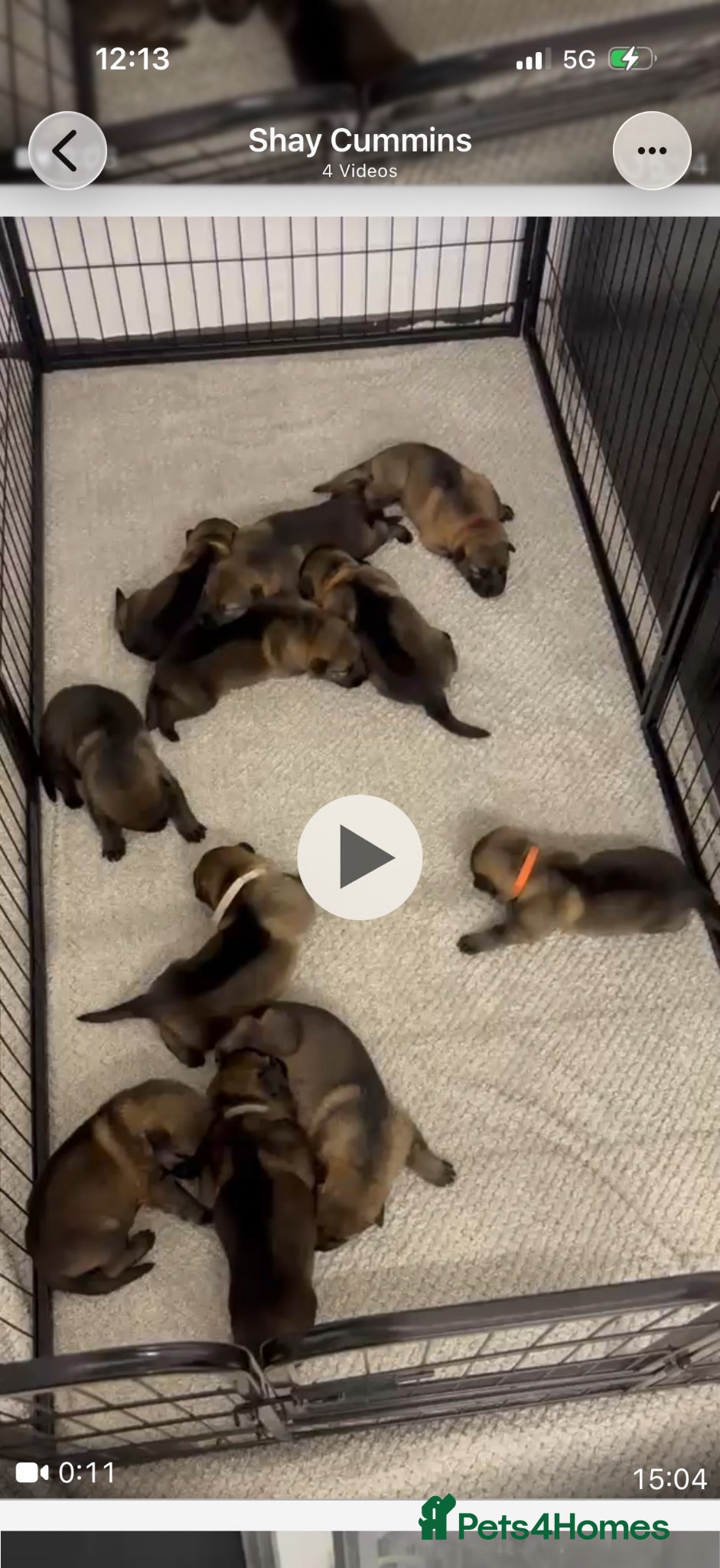German Shepherd dogs German shepherd pups (working line) - Advert 2