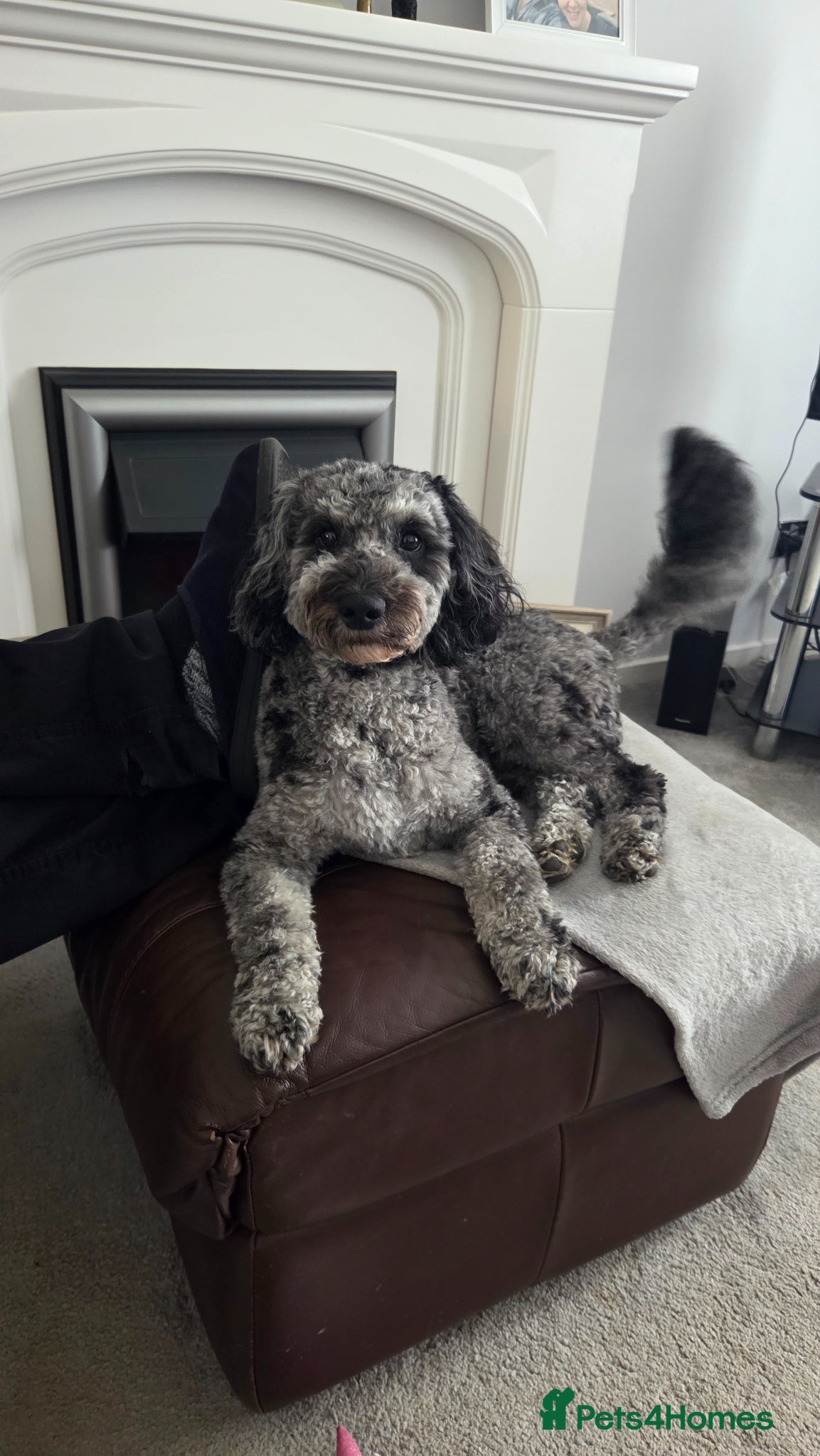 Cockapoo dogs for stud: Handsome Merle for Stud - Advert 1