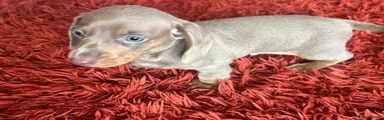Miniature Dachshund Puppy 2