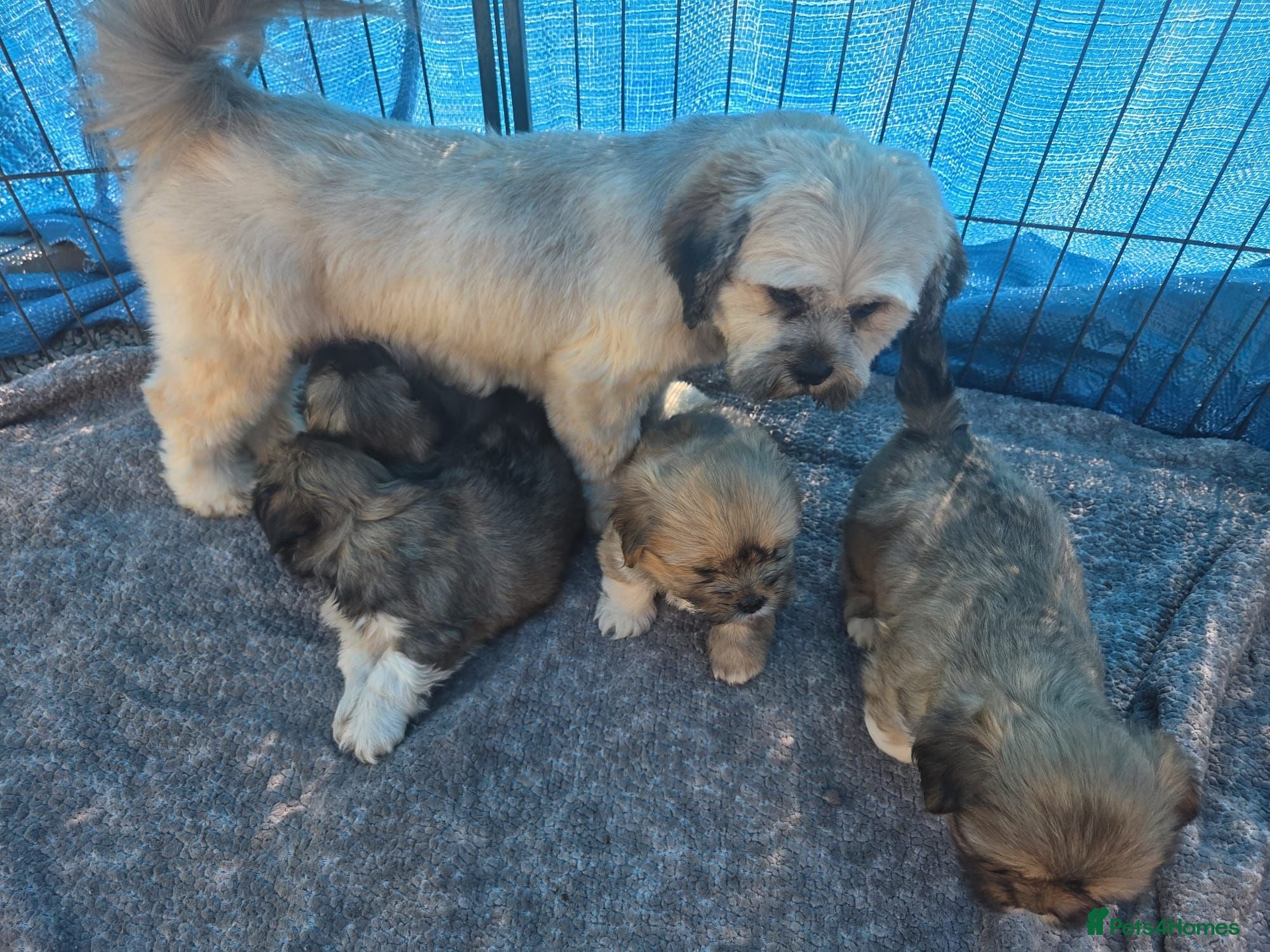 Lhasa Apso dogs Lhasa Apso Puppies  - Advert 2