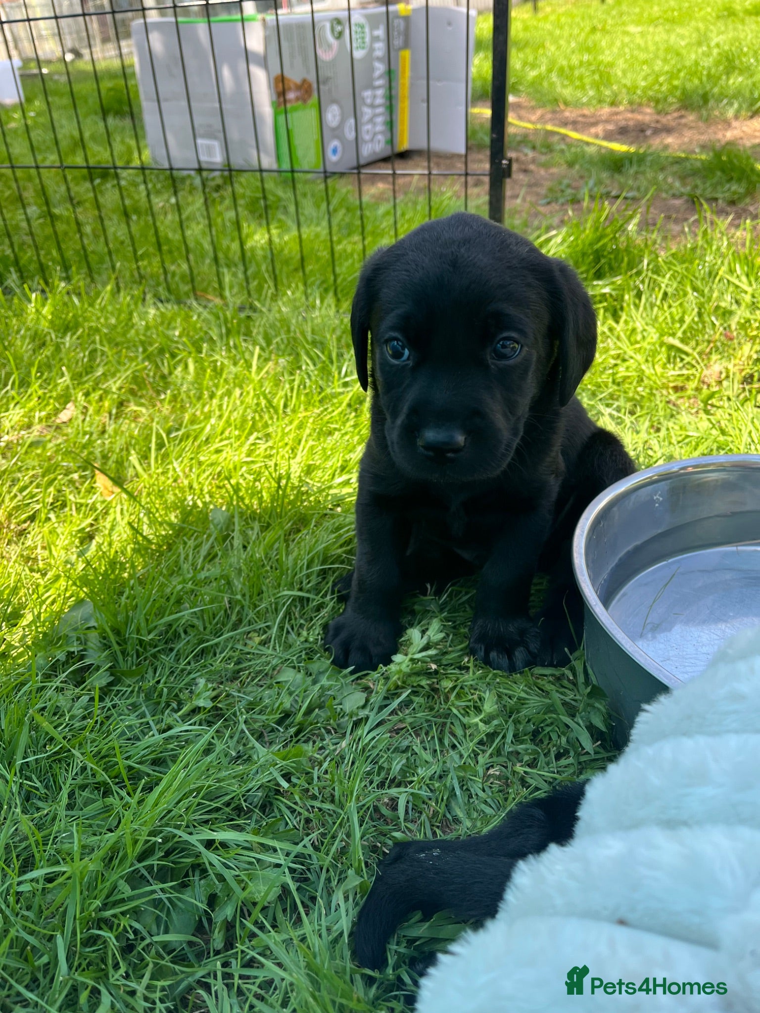 Labrador Retriever dogs Kc reg health tested Labrador pups  - Advert 2
