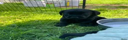 Labrador Retriever dogs for sale: Kc reg health tested Labrador pups  in Bideford - Advert 2