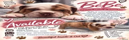 Olde English Bulldogge dogs for sale: GORGEOUS OLDE ENGLISH BULLDOGGE PUPPIES - Advert 11