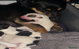 Jack Russell dogs for sale: Jack Russell puppies 1 male 1 female - Image 2