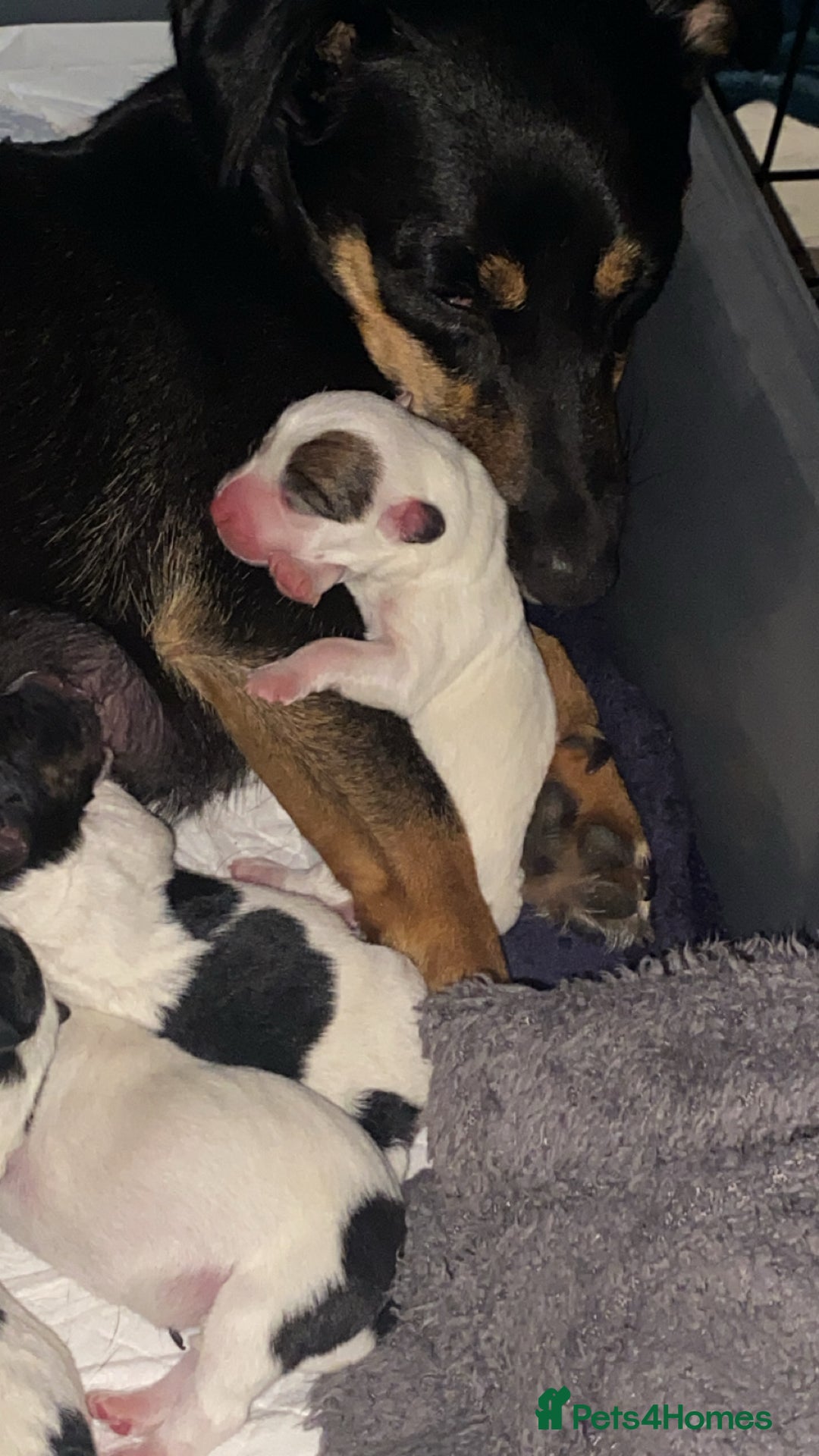 Jack Russell dogs for sale: Jack Russell puppies 1 male 1 female - Image 2
