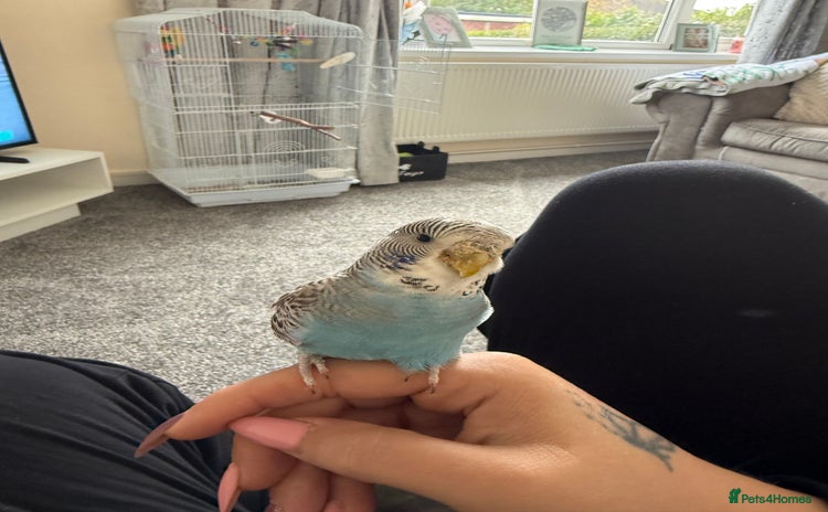 Budgerigars birds Buddy the budgie  - Advert 2