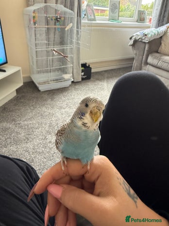 Budgerigars birds Buddy the budgie - Advert 2