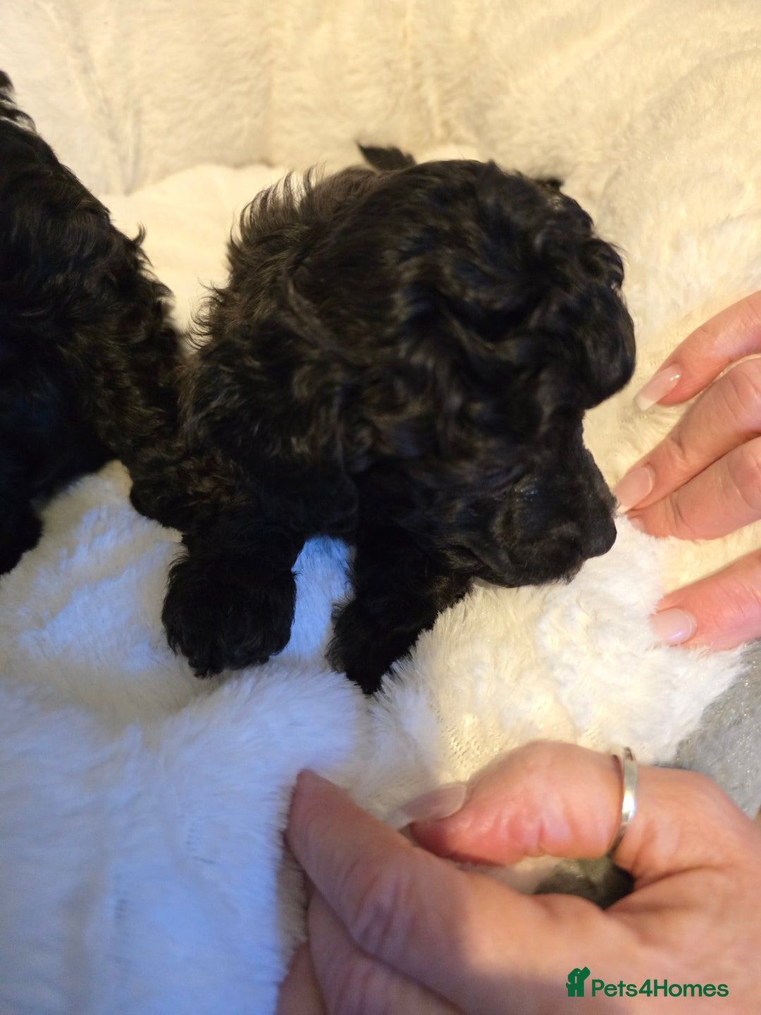 Miniature Poodle dogs for sale: 4 Amazing miniature poodles  - Advert 9