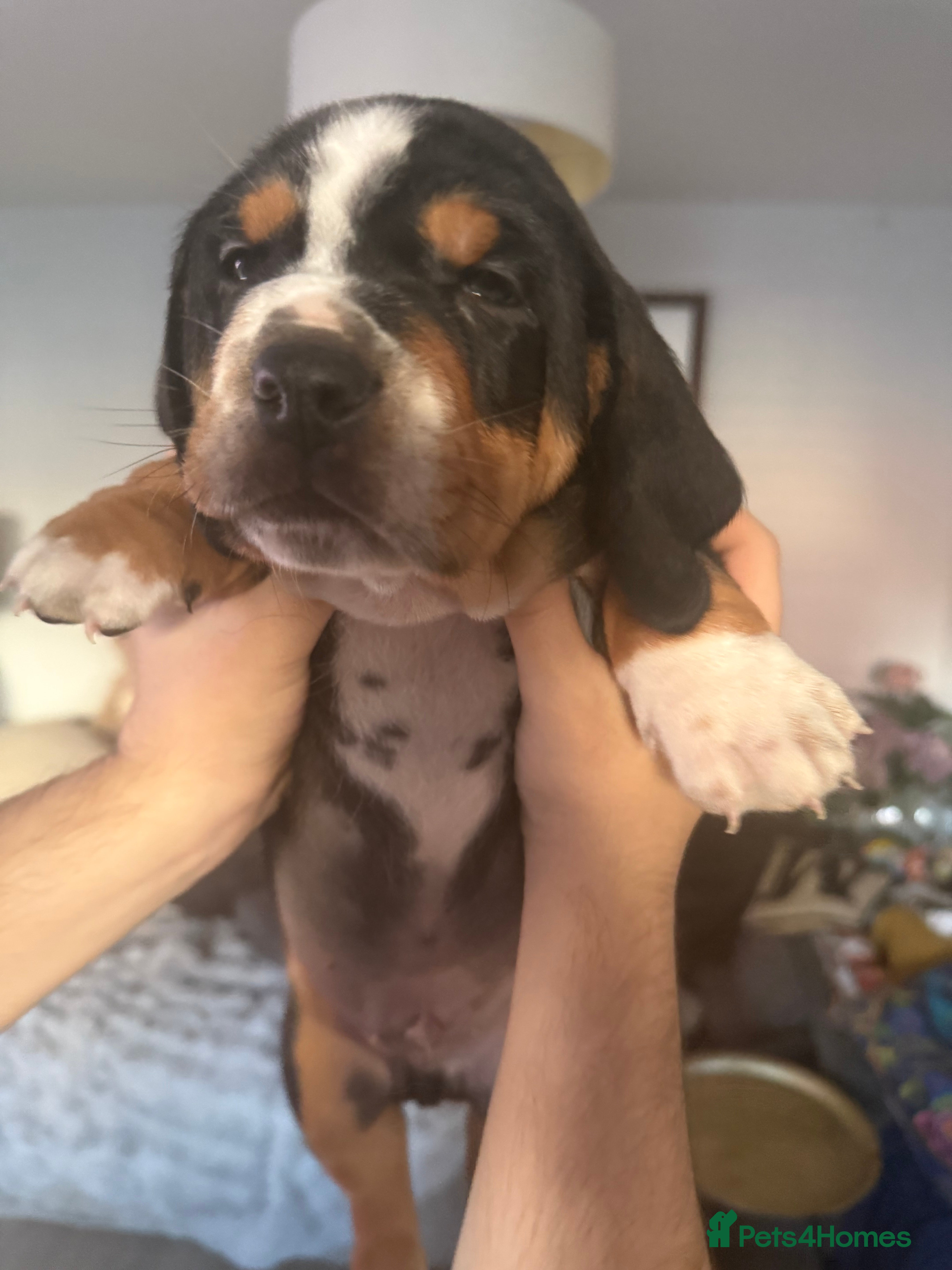 Mixed Breed dogs Bully Basset’s ( Bull dog x Bassett Hound)  - Advert 3