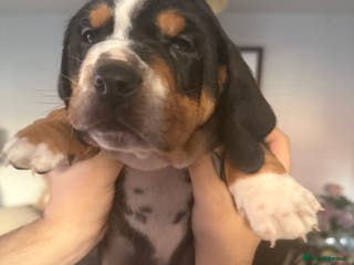 Mixed Breed dogs Bully Basset’s ( Bull dog x Bassett Hound) - Advert 3