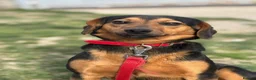Mixed Breed dogs for adoption: Valentina - Advert 4