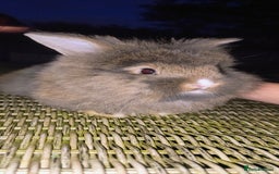 Mini Lion Lop rabbits for sale: Baby mini lion lop *PLEASE READ* - Image 5