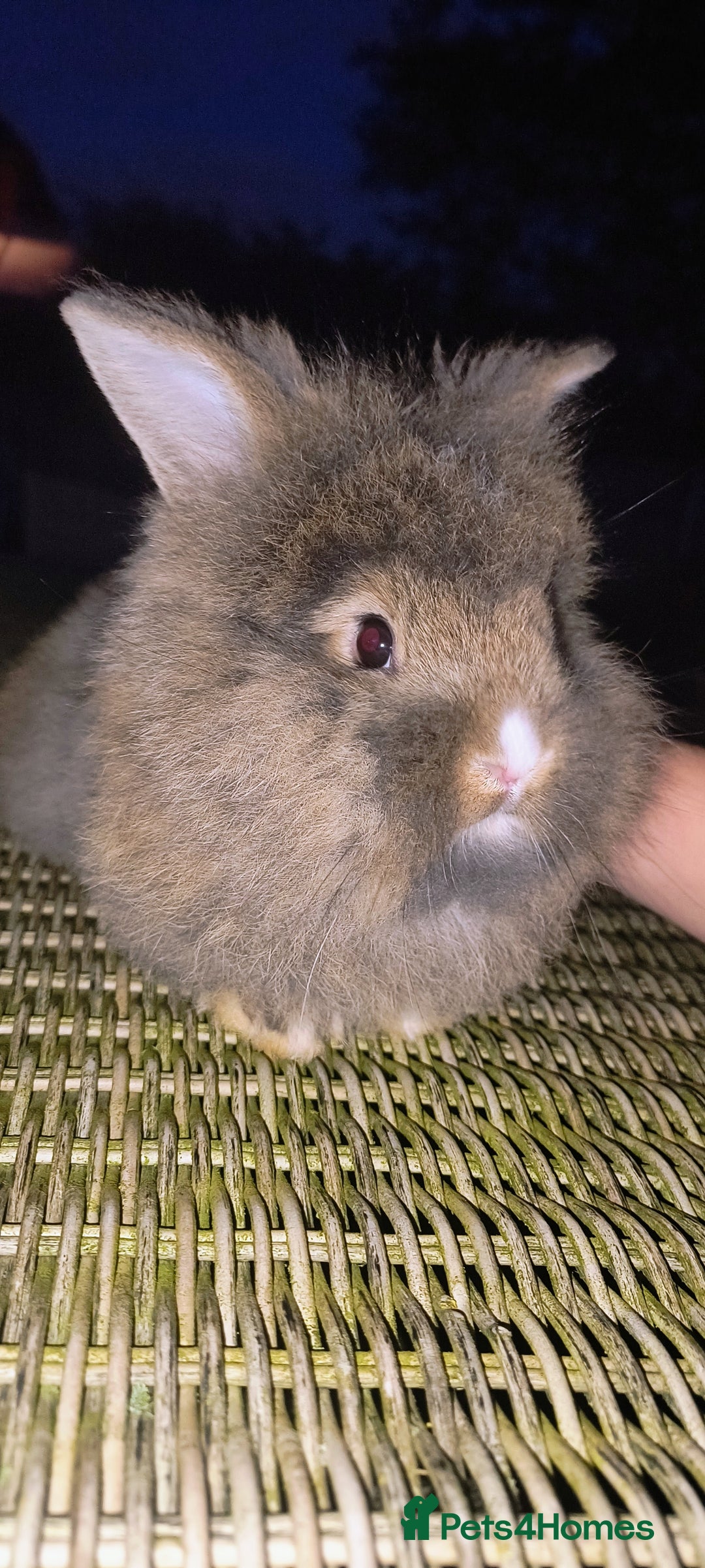 Mini Lion Lop rabbits for sale: Baby mini lion lop *PLEASE READ* - Image 5