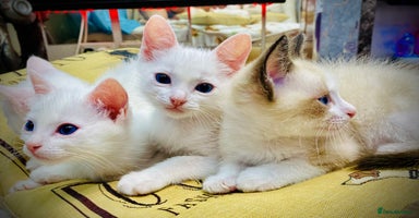 Ragdoll cats - Advert 11