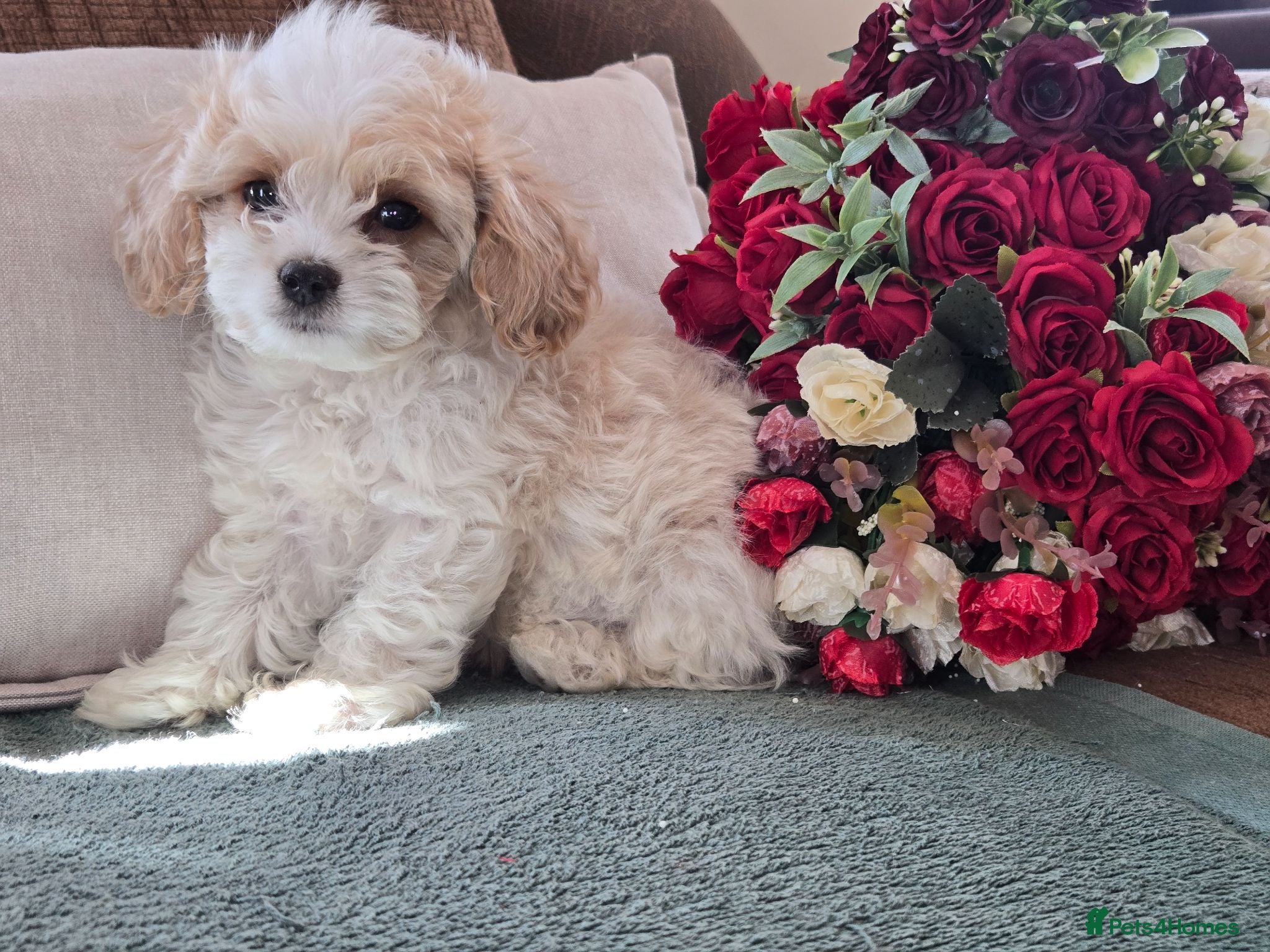 Cavapoochon dogs Extensively Health tested Ready to leave now 💕 - Advert 1