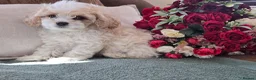 Cavapoochon dogs for sale: Extensively Health tested Ready to leave now 💕 - Advert 10