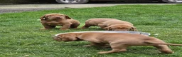 Hungarian Vizsla dogs for sale: 🐾 Adorable Vizsla Puppies – 4 Boys & 4 Girls! 🐾 in South Molton - Advert 6