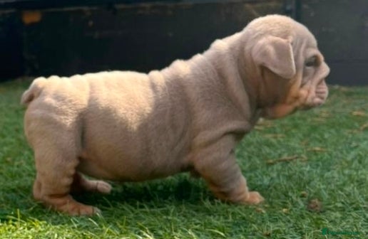 English Bulldog dogs for sale: English Bulldog Puppies - Advert 1