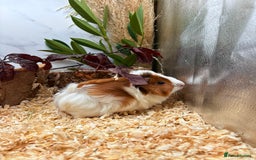 Guinea Pig rodents for sale: 🏡🐹 Multiple pretty Boys available 🐹🏡 - Image 16