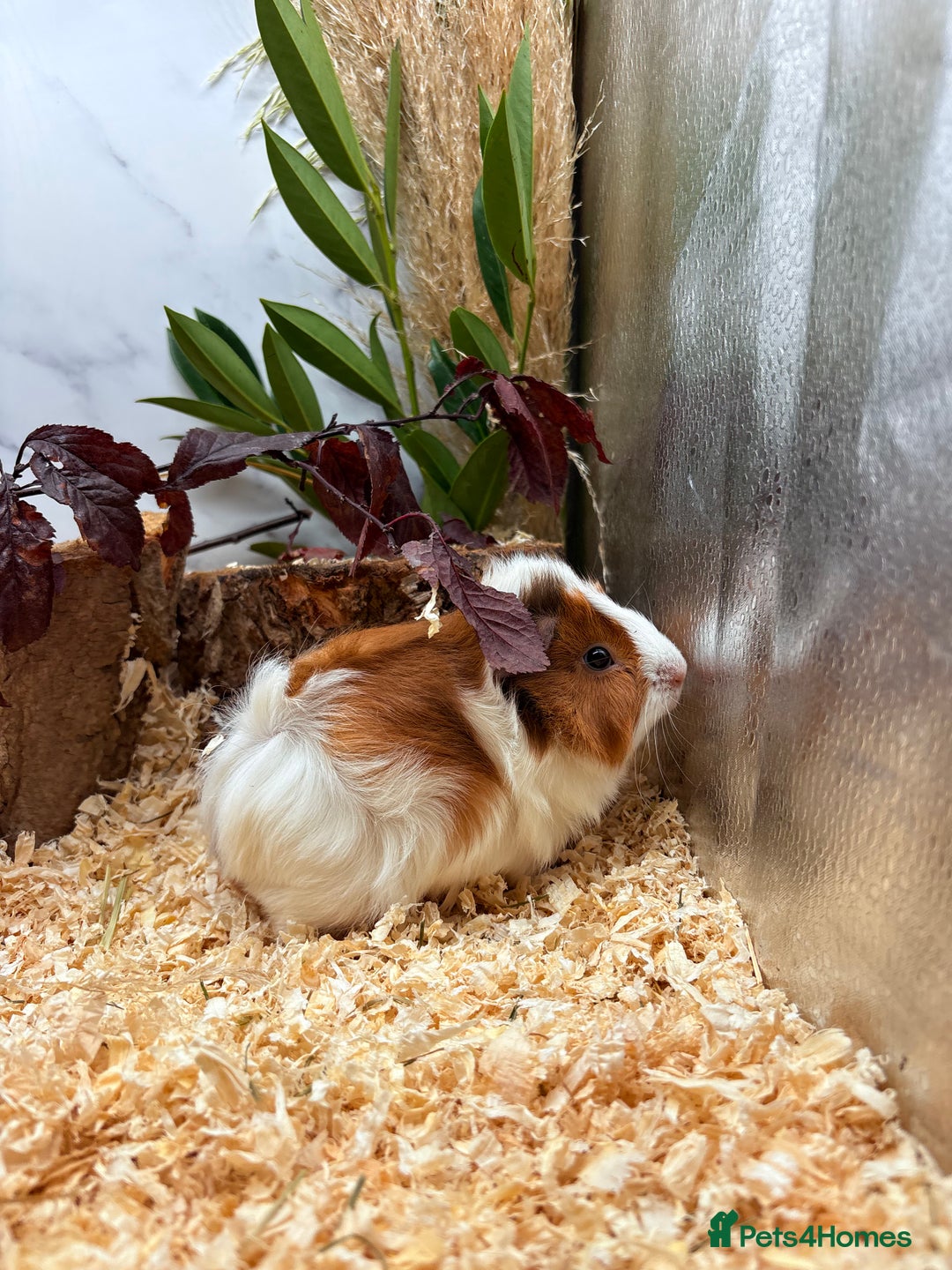 Guinea Pig rodents for sale: 🏡🐹 Multiple pretty Boys available 🐹🏡 - Image 16