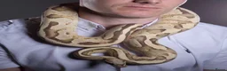 Python Snake reptiles for sale: Vanilla x Fire Adult Royal Python  in Nuneaton - Advert 5