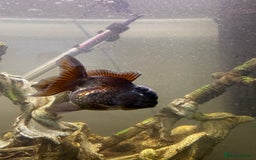 Goldfish fish for sale: Oranda goldfish  - Image 9