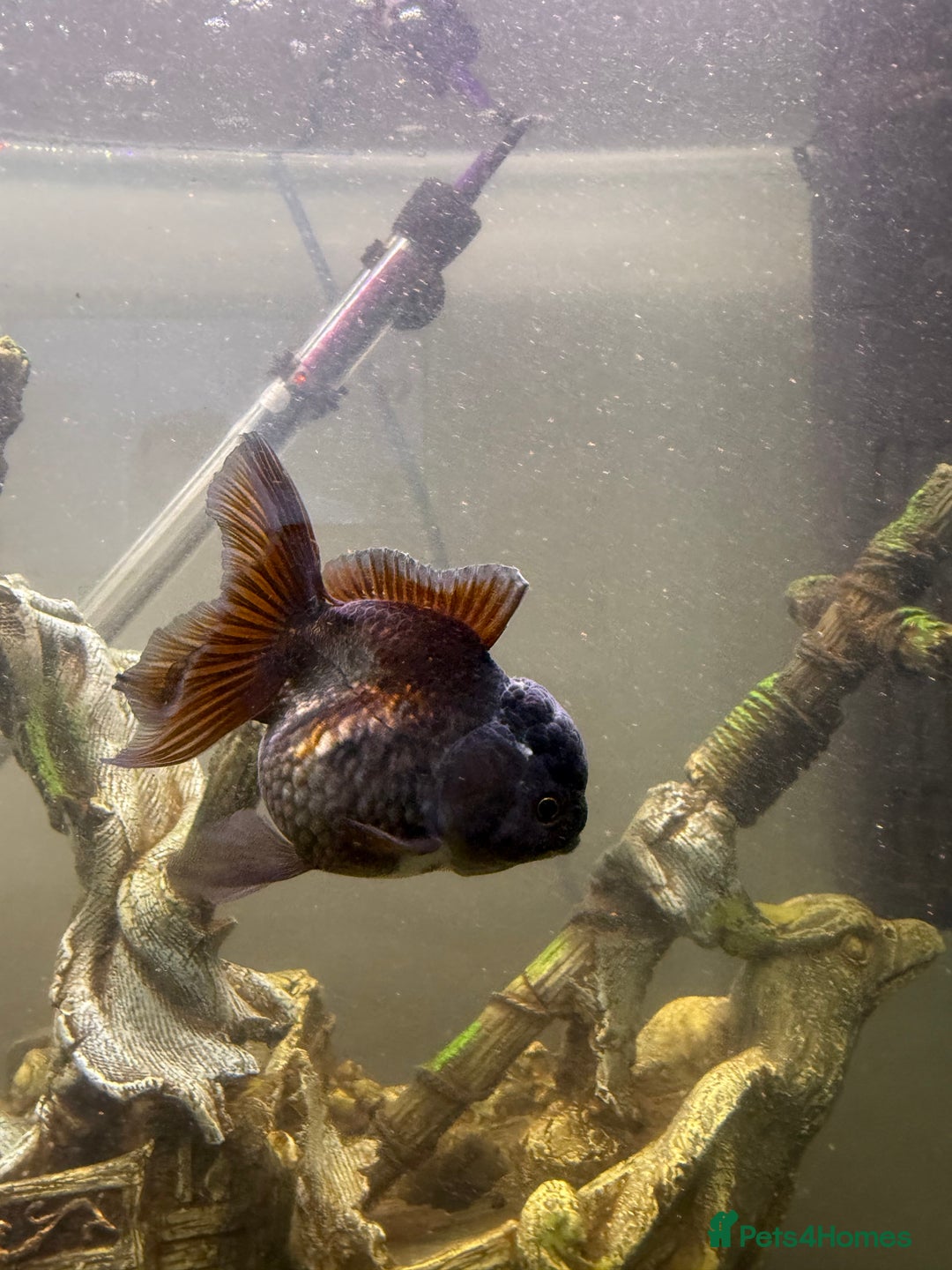 Goldfish fish for sale: Oranda goldfish  - Image 9