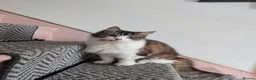 Mixed Breed cats for sale: Stevie is looking for a forever home - Advert 2