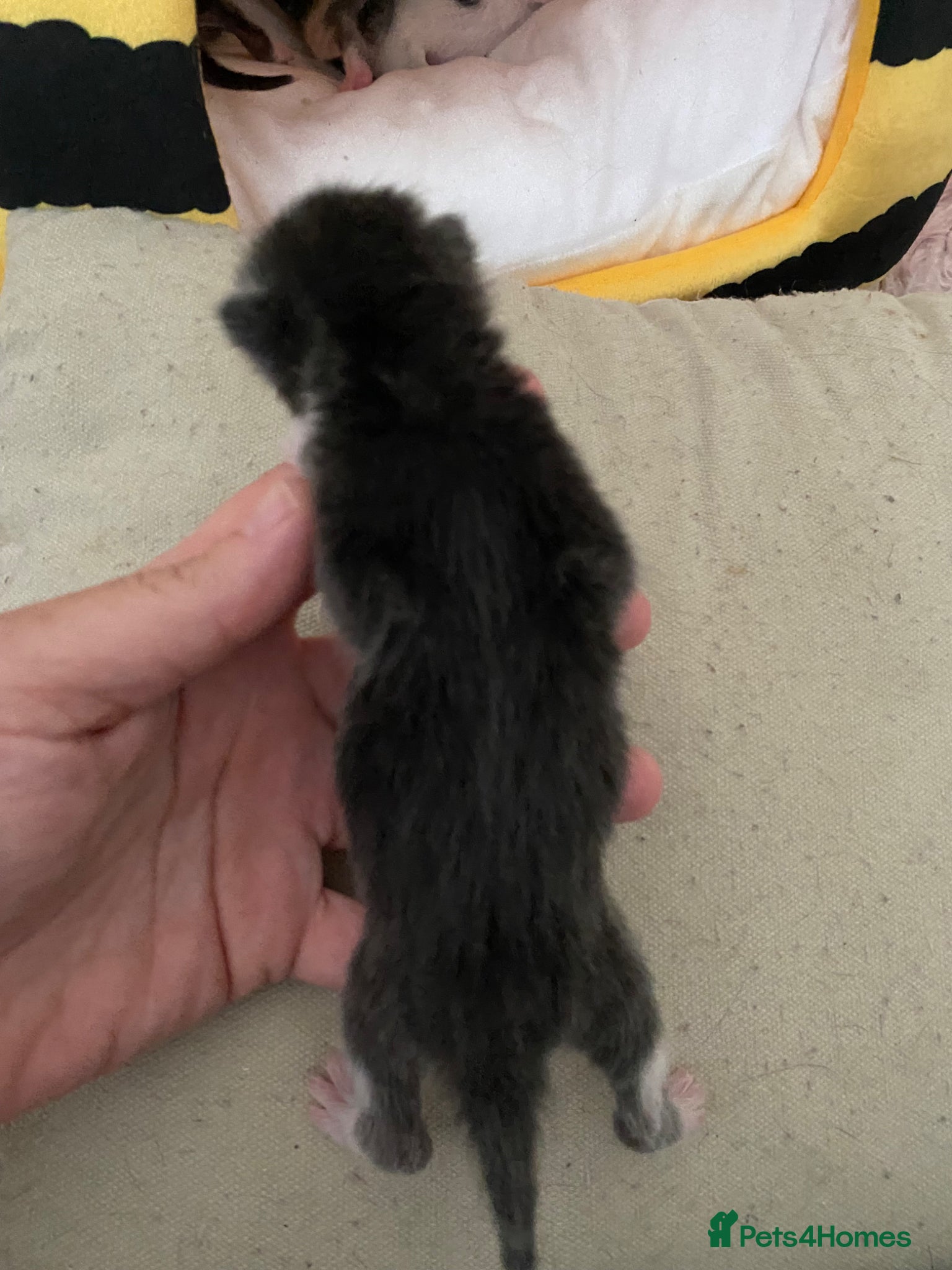 Mixed Breed cats for sale: 6 beautiful kittens - Advert 14