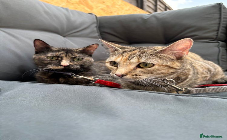 Mixed Breed cats - Advert 8