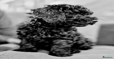 Cockapoo dogs Stunning F1b cockerpoo's male - Advert 15