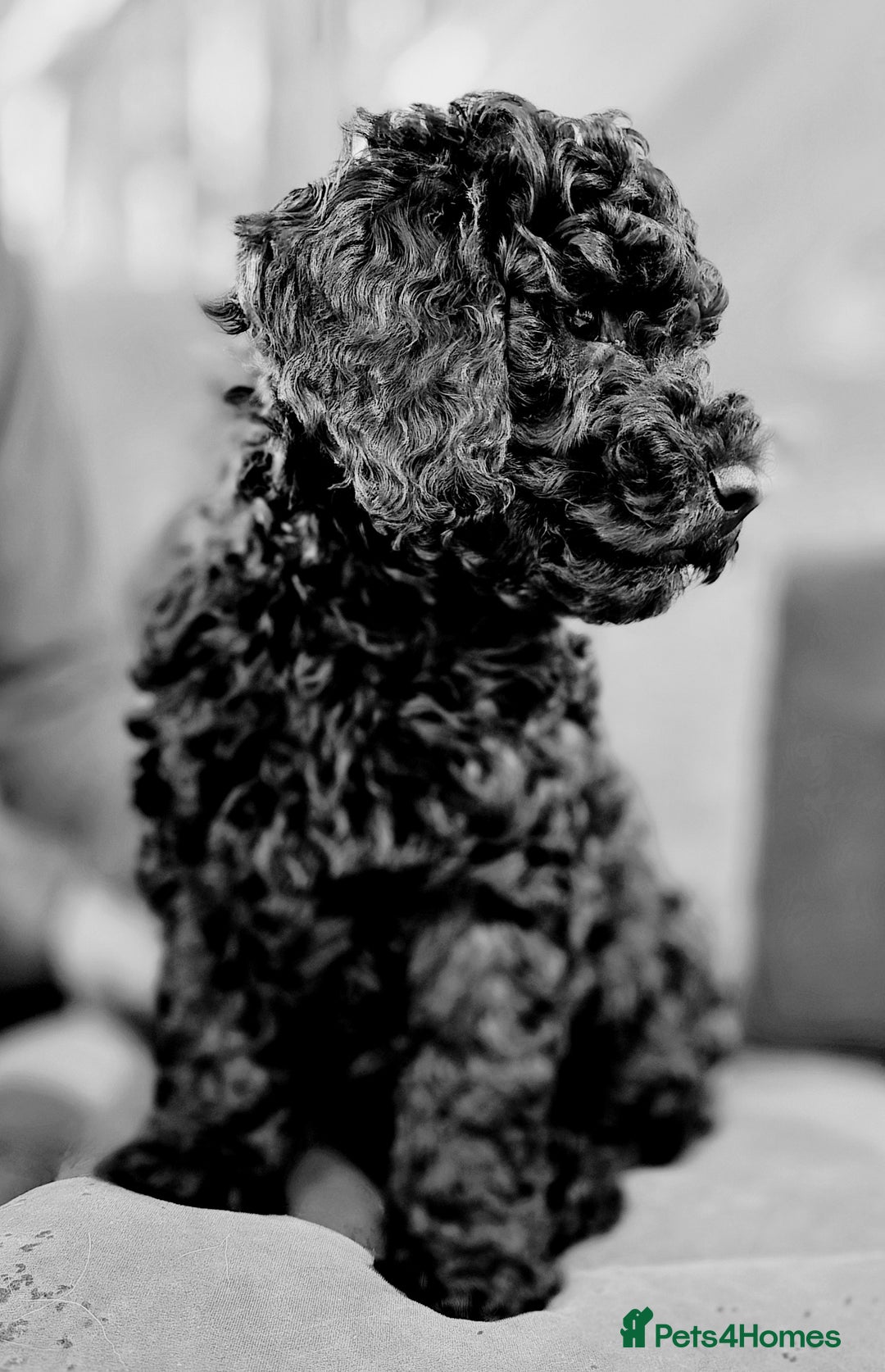 Cockapoo dogs for sale: Stunning F1b cockerpoo male - Advert 2