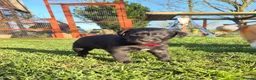 Mixed Breed dogs for sale: Beddywhippets  - Advert 4