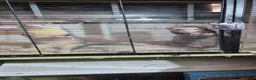 Ferret rodents for sale: Ferret kitts - Advert 1