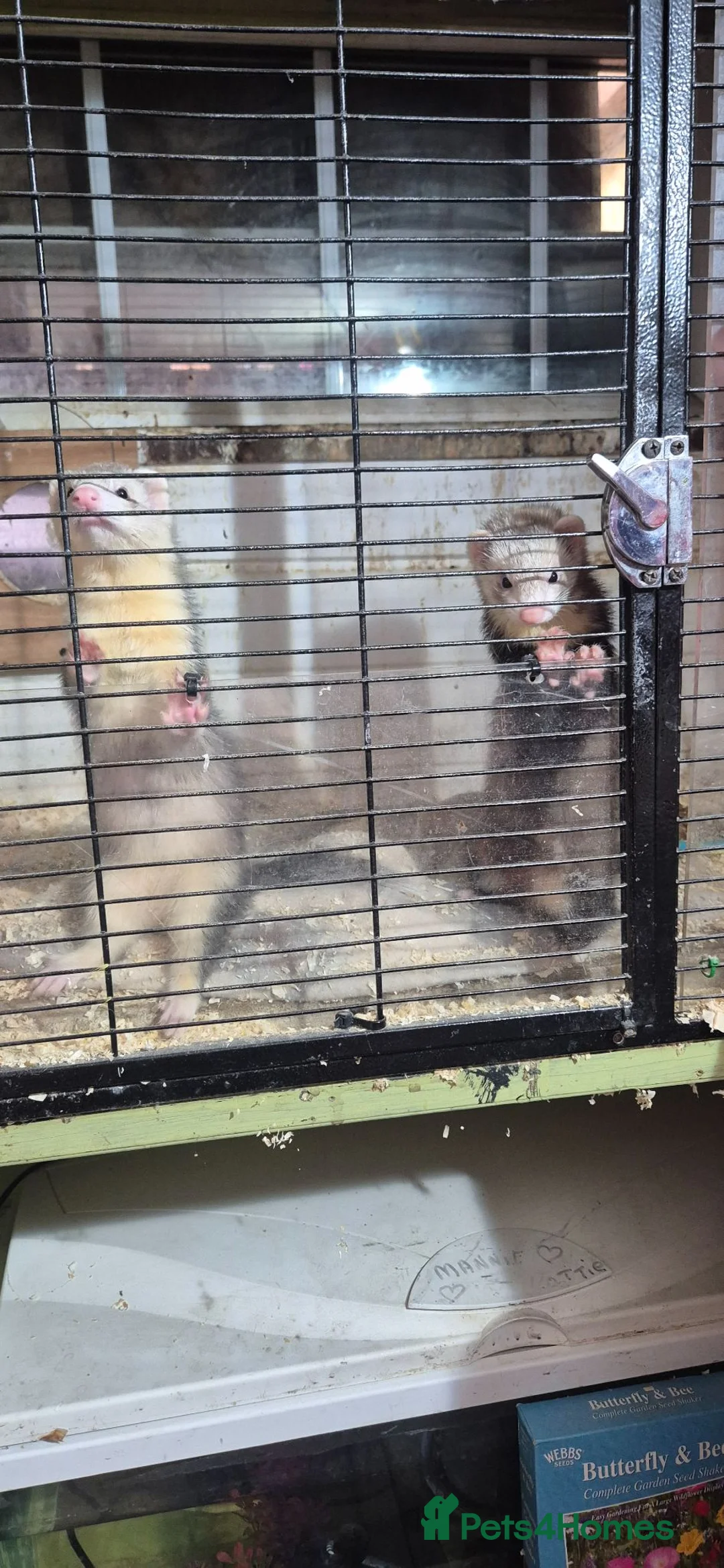Ferret rodents for sale: Ferret kitts - Advert 1