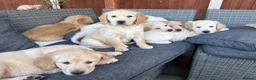 Golden Retriever dogs for sale: Beautiful Golden Retriever Puppies for Sale in Stafford - Advert 5